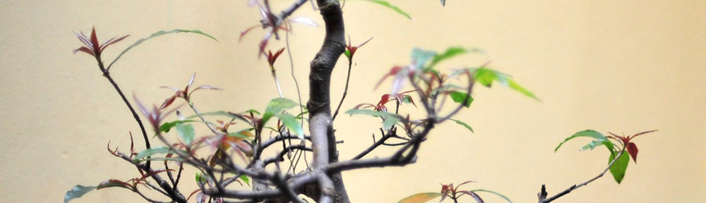 Breeze Screen Repair